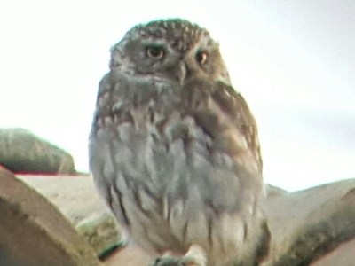 Relatos en castellano